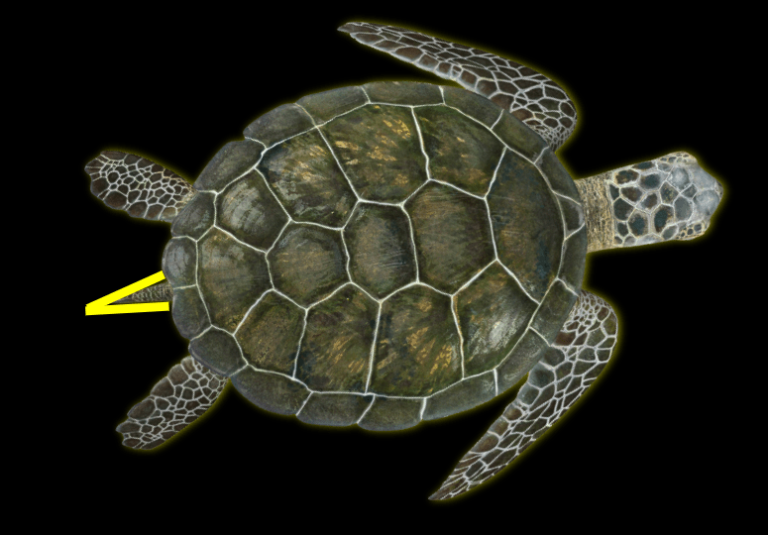 Screenshot-2019-06-03-at-10.09.26-PM